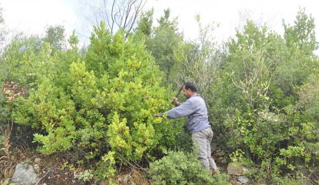 Dünya onun peşinde! Kilosu 2.5 lira