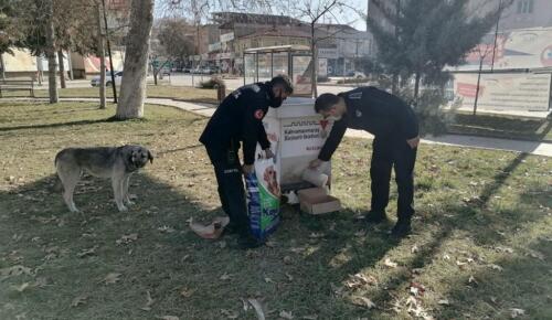 Afşin Belediyesi Sokak Hayvanlarını Unutmadı!
