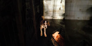 Göksun’da Karda Mahsur Kalan Köpek Kurtarıldı!