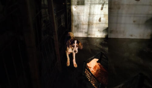 Göksun’da Karda Mahsur Kalan Köpek Kurtarıldı!