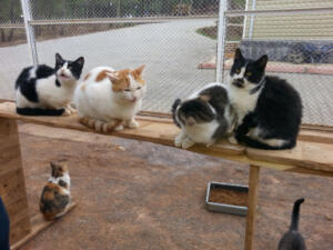 6 300x225 Büyükşehir’de Yılın Son Meclis Toplantısı Gerçekleştirildi!