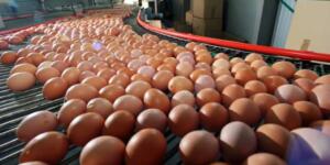 ‘Altın yumurtlayan tavuk’ deyimi gerçek oldu