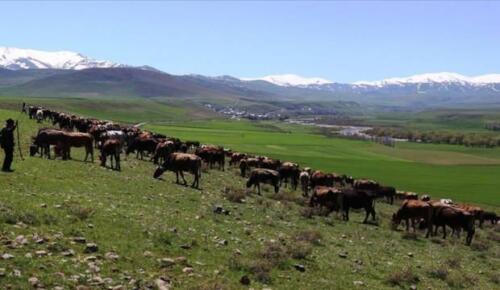 Tarım Kredi’den faizsiz yem kredisi