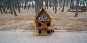 Sokaktaki Canlara Yönelik Örnek Hizmetler!