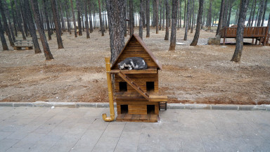 Sokaktaki Canlara Yönelik Örnek Hizmetler!