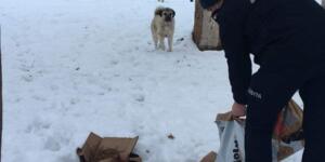 Afşin’de Sokak Hayvanları Unutulmadı