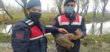 Afşin Jandarma Ekipleri, Balıkçıl Kuşu Kurtardı!