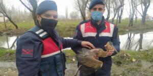 Afşin Jandarma Ekipleri, Balıkçıl Kuşu Kurtardı!