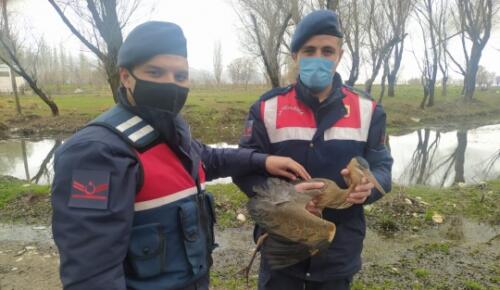 Afşin Jandarma Ekipleri, Balıkçıl Kuşu Kurtardı!