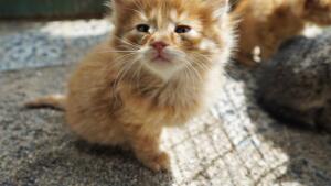 hayvanlar gunu 3 300x169 Büyükşehir’de Yılın Son Meclis Toplantısı Gerçekleştirildi!