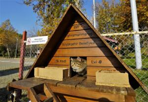 hayvanlar gunu 9 300x206 Büyükşehir’de Yılın Son Meclis Toplantısı Gerçekleştirildi!