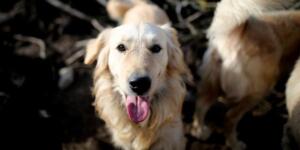 Afşin’de Sokak Köpeklerine Çözüm Bulunamıyor!