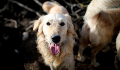 Afşin’de Sokak Köpeklerine Çözüm Bulunamıyor!