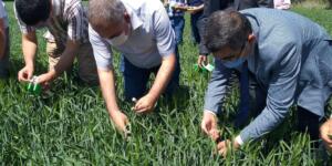 Afşin’de Süne Parazitoid Salımı Gerçekleştirildi.