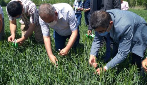 Afşin’de Süne Parazitoid Salımı Gerçekleştirildi.