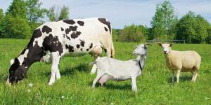 Hayvancılık İçin Hibe Destekleri Açıklandı!