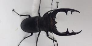 Türkoğlu İlçesinde nesli tükenmekte olan Geyik Böceği görüldü