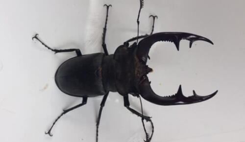 Türkoğlu İlçesinde nesli tükenmekte olan Geyik Böceği görüldü