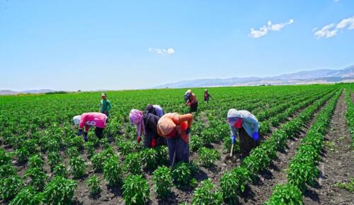 Kahramanmaraş ta dağıtılan biber fidelerinde hasat hazırlığı