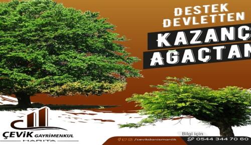 Orman Arazileri Ağaçlandırma Projesiyle Kiralanıyor!