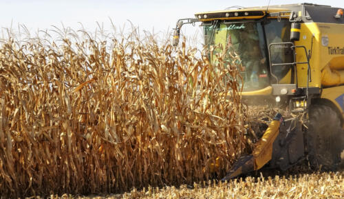 Dane mısır çiftçinin yüzünü güldürdü