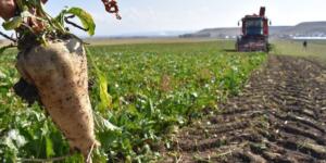 Bakan Kirişci; “Pancar söküm avansı bugün hesaplara aktarılıyor”