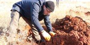 Bin Adet Alıç Fidanı Toprakla Buluştu!