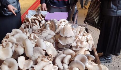 Kanser hastalarının favori besini, Maraşlı vatandaşın geçim kaynağı oldu