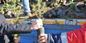 Afşin’de Yeşil Seferberlik: 100 Bin Fidan Dağıtıldı